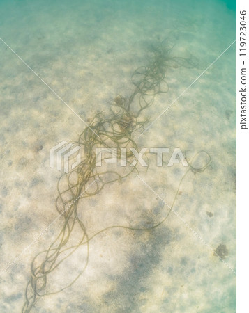 Nagamil（Myraceae），一種又長又美麗的海藻。  神奈川縣三浦市荒井濱 2024 年 6 月 119723046