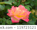 Stunning gradation roses at Keisei Rose Garden 119723121