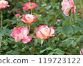 Autumn roses with cute red borders at Keisei Rose Garden 119723122