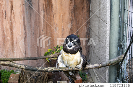 動物園眼鏡貓頭鷹 動物園眼鏡貓頭鷹 119723136