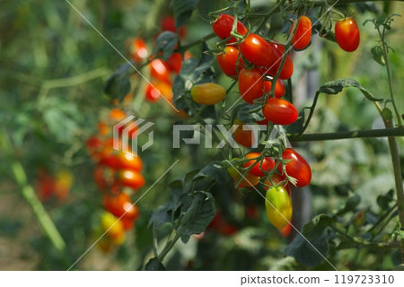 Cherry tomatoes as they grow and ripen 119723310