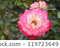 Autumn roses at Keisei Rose Garden 119723649