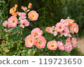 Small, cute autumn roses at Keisei Rose Garden 119723650