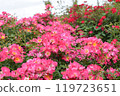 Beautiful pink autumn roses at Keisei Rose Garden 119723651