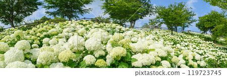 初夏路邊車站的繡球花 119723745