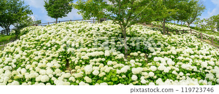 初夏路邊車站的繡球花 初夏路邊車站的繡球花 119723746