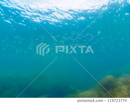 A beautiful school of round herrings (family: Round Herringidae) and other fish gather in a forest of Sargassum. Araihama, Miura, Kanagawa Prefecture, Japan 2024 A beautiful school of round herrings (family: Round Herringidae) and other fish gather in a forest of Sargassum. Araihama, Miura, Kanagawa Prefecture, Japan 2024 119723774