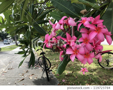 Pink plumeria blooming in the tropics 119723784