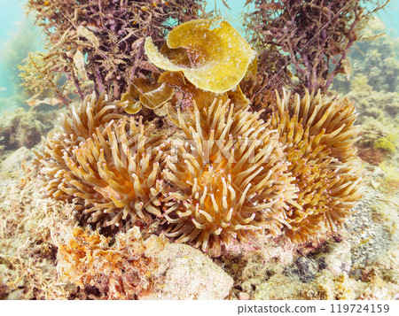 美麗的珊瑚海葵（Prunidae）和馬尾藻的森林。 2024 神奈川縣三浦市荒井濱 119724159