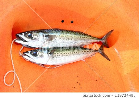 Kayak fishing catch: 2 mackerel Kayak fishing catch: 2 mackerel 119724493