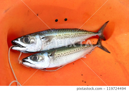 獨木舟釣魚結果:2條黑鯖魚 獨木舟釣魚結果:2條黑鯖魚 119724494