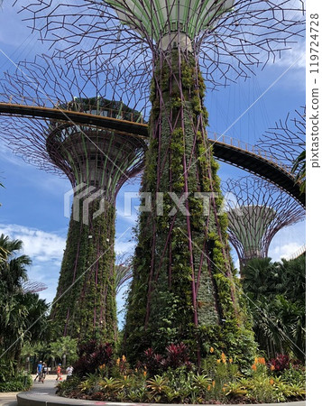 Looking up at Supertree Grove 119724728