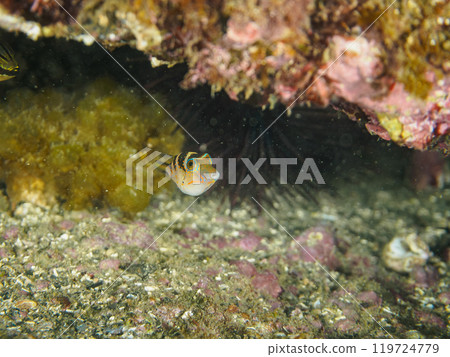 A cute juvenile lizardfish (Tetraodontidae). Araihama, Miura City, Kanagawa Prefecture, June 2024 119724779