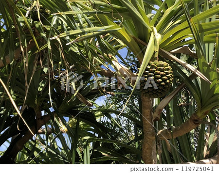 Tropical Adan fruit Tropical Adan fruit 119725041
