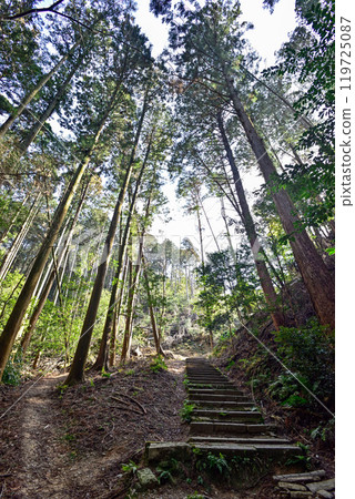 日向大神宮 伊勢大神宮遙所的參道 119725087