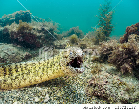 A large, beautiful moray eel (family Morayidae). Araihama, Miura City, Kanagawa Prefecture, June 2024 119725138