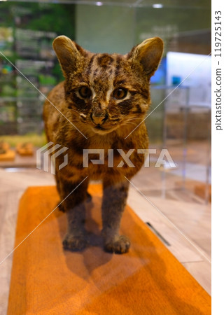 西表貓絨毛玩具 西表貓絨毛玩具 119725143