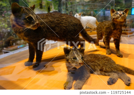 西表貓絨毛玩具 119725144