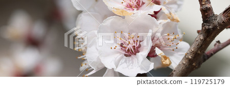 Flower branch with white petals and yellow stamen on twig 119725179