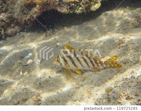 Beautiful hawkeye fish (family Acanthodidae) and others gather in a Sargassum forest. Araihama, Miura City, Kanagawa Prefecture, 2024 119725285