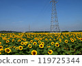 A field of sunflowers at Sakura Furusato Square 119725344
