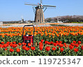 A cat and a windmill with blooming tulips 119725347