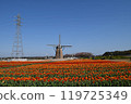 Windmill and tulip field 119725349