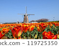 A tulip field with a windmill 119725350