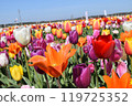 Tulip field at Sakura home town square 119725352