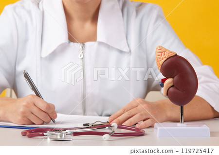 Doctor showing pen on plastic model human kidney closeup Doctor showing pen on plastic model human kidney closeup 119725417