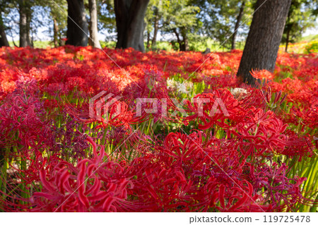Gunma Prefecture, Isesaki City, Sakai Mitsugi: A famous spot for red spider lilies, Hayakawabuchi Higanbana Village is covered with red spider lilies 119725478