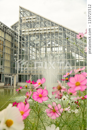 Cosmos in the greenhouse at Toyama Prefectural Central Botanical Garden 119725512