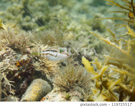A cute juvenile northern pufferfish (Tetraodon truncatidae). Araihama, Miura City, Kanagawa Prefecture, June 2024 119725517