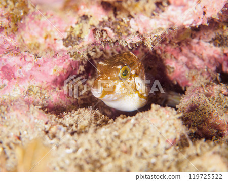 可愛的小北倉（河豚家族）。  神奈川縣三浦市荒井濱 2024 年 6 月 119725522