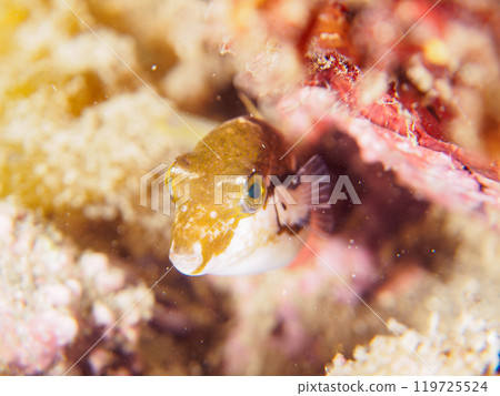 A cute juvenile northern pufferfish (Tetraodon truncatidae). Araihama, Miura City, Kanagawa Prefecture, June 2024 119725524