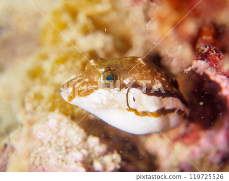 A cute juvenile northern pufferfish (Tetraodon truncatidae). Araihama, Miura City, Kanagawa Prefecture, June 2024 119725526