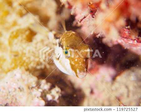 A cute juvenile northern pufferfish (Tetraodon truncatidae). Araihama, Miura City, Kanagawa Prefecture, June 2024 119725527