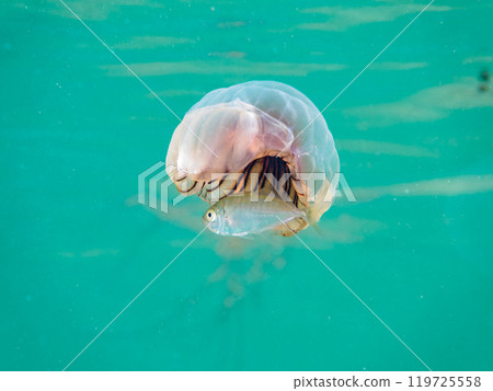 漂浮在水面上的美麗的紅色水母（科：Occipidae）和寄生在其上的幼年竹莢魚（科：竹莢魚）。荒井濱 2024 119725558