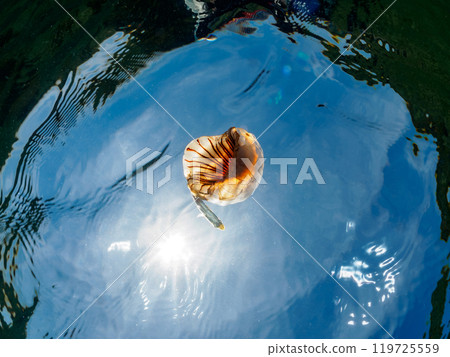 A beautiful red jellyfish (Octopus japonica) and its parasitic juvenile horse mackerel (Carangidae) drifting on the water surface. Araihama 2024 119725559