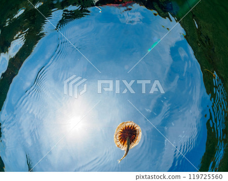 A beautiful red jellyfish (Octopus japonica) and its parasitic juvenile horse mackerel (Carangidae) drifting on the water surface. Araihama 2024 119725560