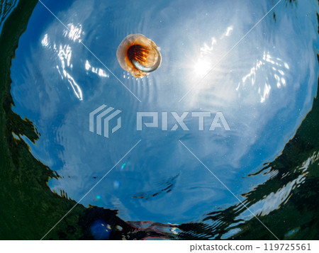 A beautiful red jellyfish (Octopus japonica) and its parasitic juvenile horse mackerel (Carangidae) drifting on the water surface. Araihama 2024 119725561