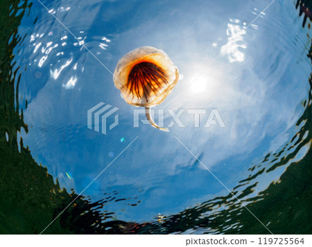A beautiful red jellyfish (Octopus japonica) and its parasitic juvenile horse mackerel (Carangidae) drifting on the water surface. Araihama 2024 A beautiful red jellyfish (Octopus japonica) and its parasitic juvenile horse mackerel (Carangidae) drifting on the water surface. Araihama 2024 119725564