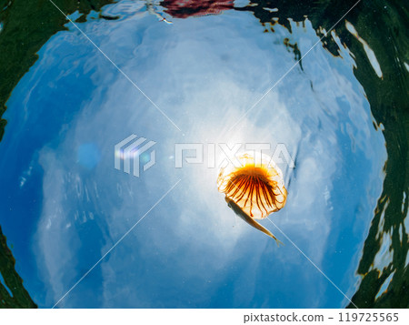 漂浮在水面上的美麗的紅色水母（科：Occipidae）和寄生在其上的幼年竹莢魚（科：竹莢魚）。荒井濱 2024 119725565