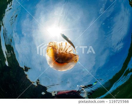 A beautiful red jellyfish (Octopus japonica) and its parasitic juvenile horse mackerel (Carangidae) drifting on the water surface. Araihama 2024 A beautiful red jellyfish (Octopus japonica) and its parasitic juvenile horse mackerel (Carangidae) drifting on the water surface. Araihama 2024 119725566