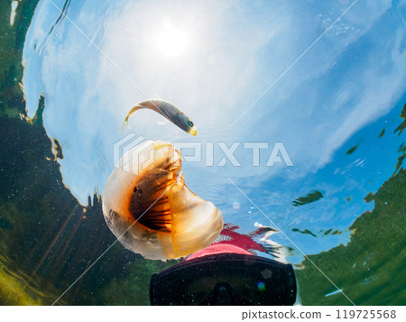 漂浮在水面上的美麗的紅色水母（科：Occipidae）和寄生在其上的幼年竹莢魚（科：竹莢魚）。荒井濱 2024 119725568