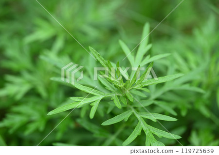 秋艾(Mugwort) 119725639