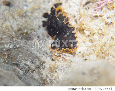 A beautiful black-striped sea slug (Philadelphiidae). Araihama, Miura City, Kanagawa Prefecture, June 2024 119725651