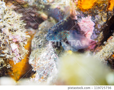 A cute star goby (family Gobyidae). Araihama, Miura City, Kanagawa Prefecture, June 2024 A cute star goby (family Gobyidae). Araihama, Miura City, Kanagawa Prefecture, June 2024 119725736