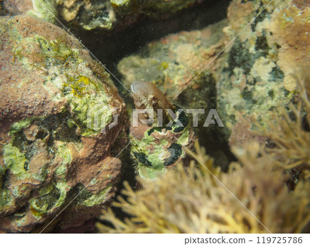 A cute rainbow blenny (Blenniidae) peeking out of a charming washed-up bottle. Araihama, Miura City, Kanagawa Prefecture, 2024 119725786