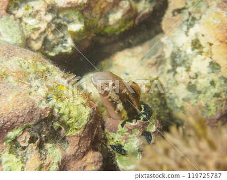 A cute rainbow blenny (Blenniidae) peeking out of a charming washed-up bottle. Araihama, Miura City, Kanagawa Prefecture, 2024 A cute rainbow blenny (Blenniidae) peeking out of a charming washed-up bottle. Araihama, Miura City, Kanagawa Prefecture, 2024 119725787